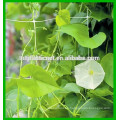 Red de la flor del PE PP, red plástica del jardín, red de la ayuda de planta hecha en China